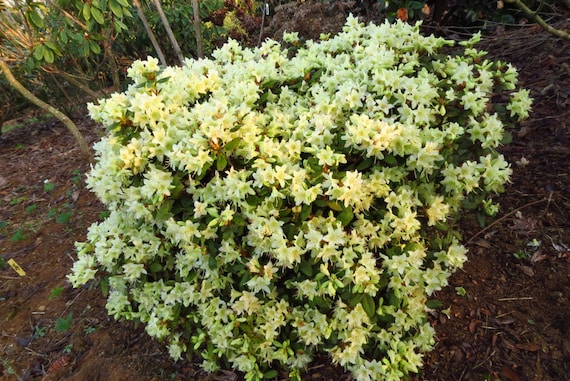 Rhododendron 'patty Bee' - Small Yellow Blooms - Will Grow to Two Feet -  Hardy to -15 F - #1 Container Size Plant - Etsy