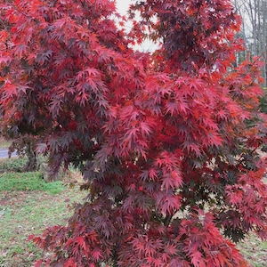 May include: A vibrant Japanese maple tree with deep red leaves. The tree's foliage is dense, creating a full, lush appearance. The leaves transition from red to a darker burgundy color. The tree is set against a backdrop of green grass and a cloudy sky.