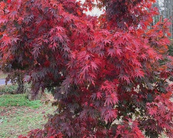 May include: A vibrant Japanese maple tree with deep red leaves. The tree's foliage is dense, creating a full, lush appearance. The leaves transition from red to a darker burgundy color. The tree is set against a backdrop of green grass and a cloudy sky.