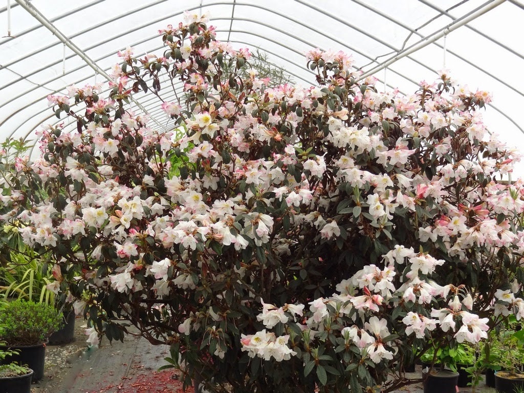Rhododendron Coastal Spice - Fragrant Pink and White Blooms , Grows to ...