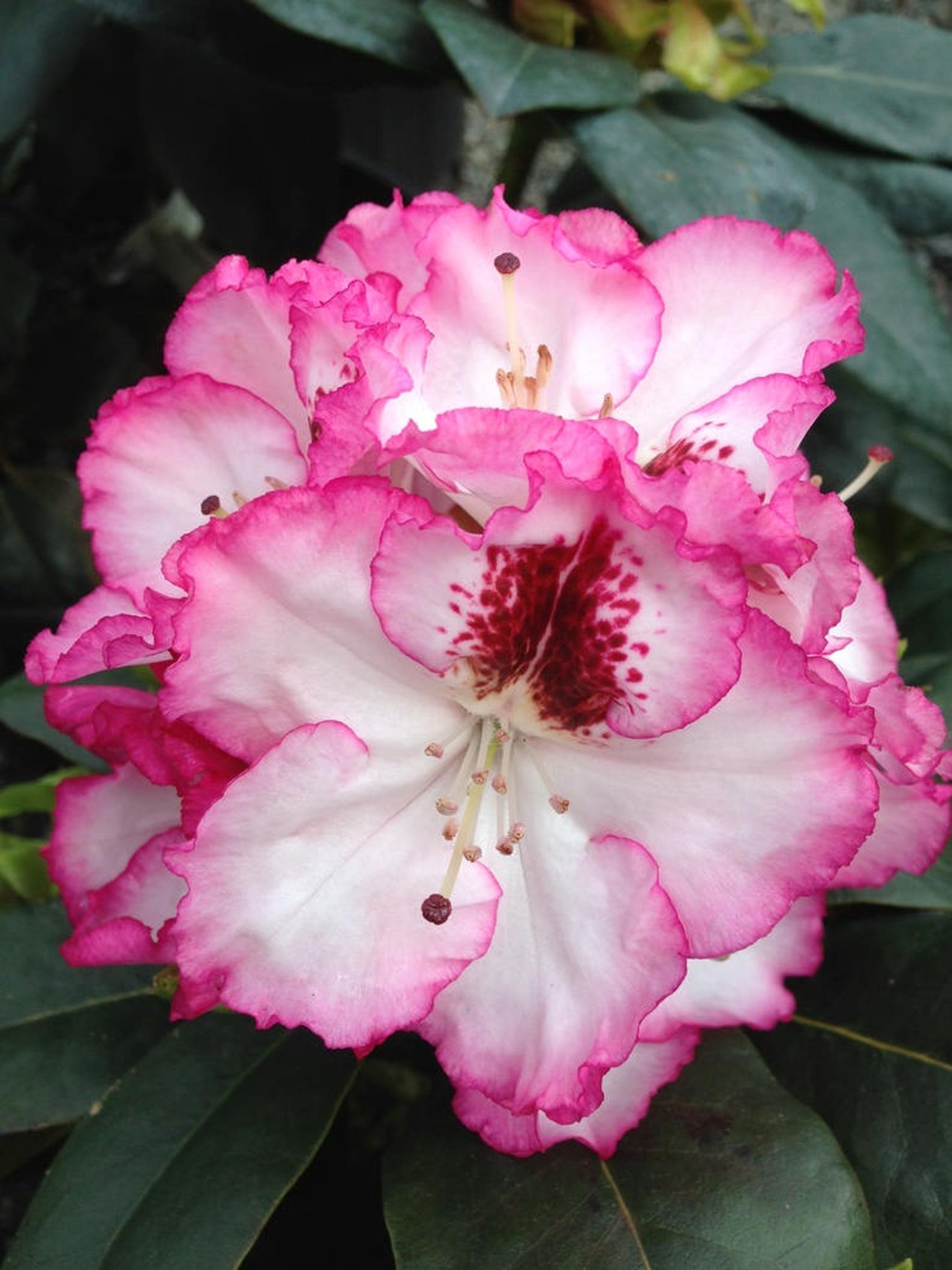 Rhododendron Cherry Cheesecake White BloomsRimmed in Red | Etsy
