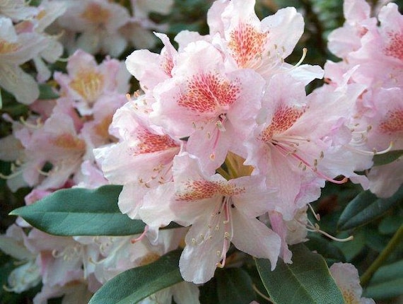 Rhododendron Cunningham's Blush - Pink Blooms With Pink and Gold Blotch -  Will Grow to Seven Feet -15-18" Field Grown Plant - Hardy to -10 F - Etsy