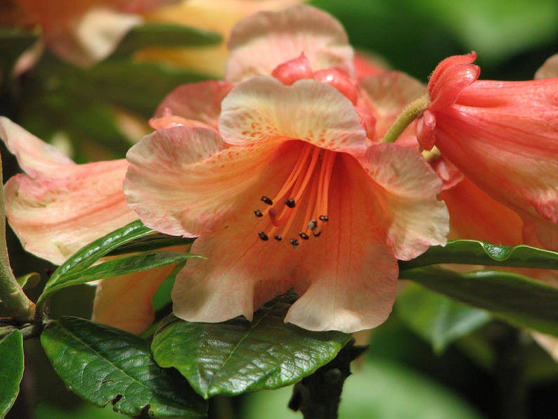 Yellow and Orange #3 Container Size Plant Rhododendron Bergie Larson Hardy to 10 F Will Grow to Three Feet