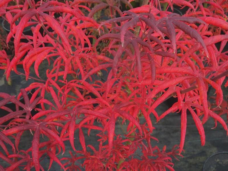 Acer palmatum 'Peve Starfish' Érable du Japon - Forme de feuille rare et unique - Contenant n°1
