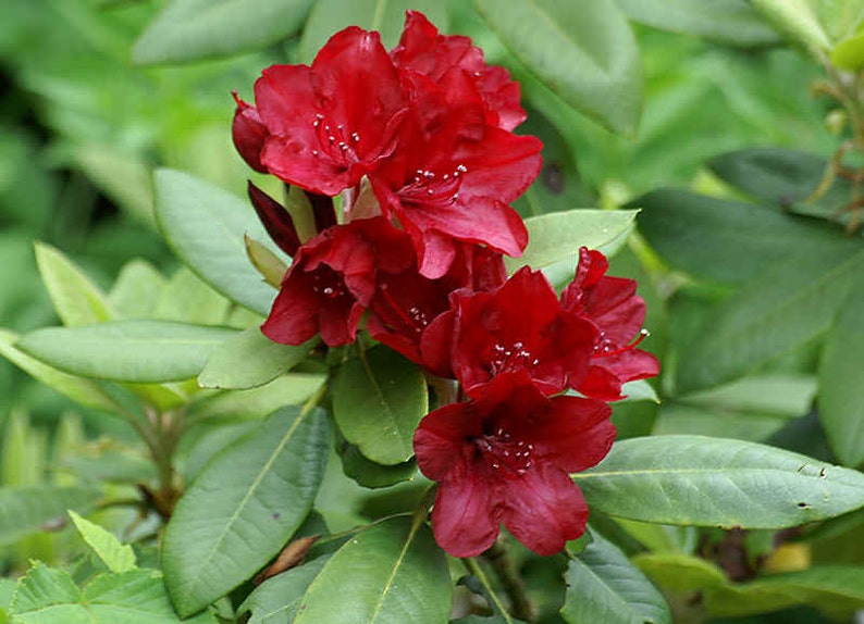 Rhododendron Firestorm - Bright Red Blooms - Hardy to -10 F Degrees ...