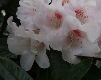 Rhododendron Teddy Bear - Pink Blooms - Will Grow to Three Feet Tall - #1  Container Size Plant - Hardy to -10 F - It's so Fuzzy! - Etsy