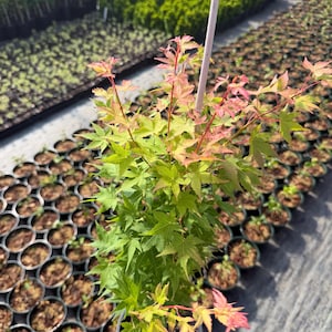 May include: A potted Japanese maple tree featuring palmate leaves that transition from vibrant green to soft pink and red at the tips. The plant is supported by a thin, light-colored wooden stake centered in the dark plastic nursery container.