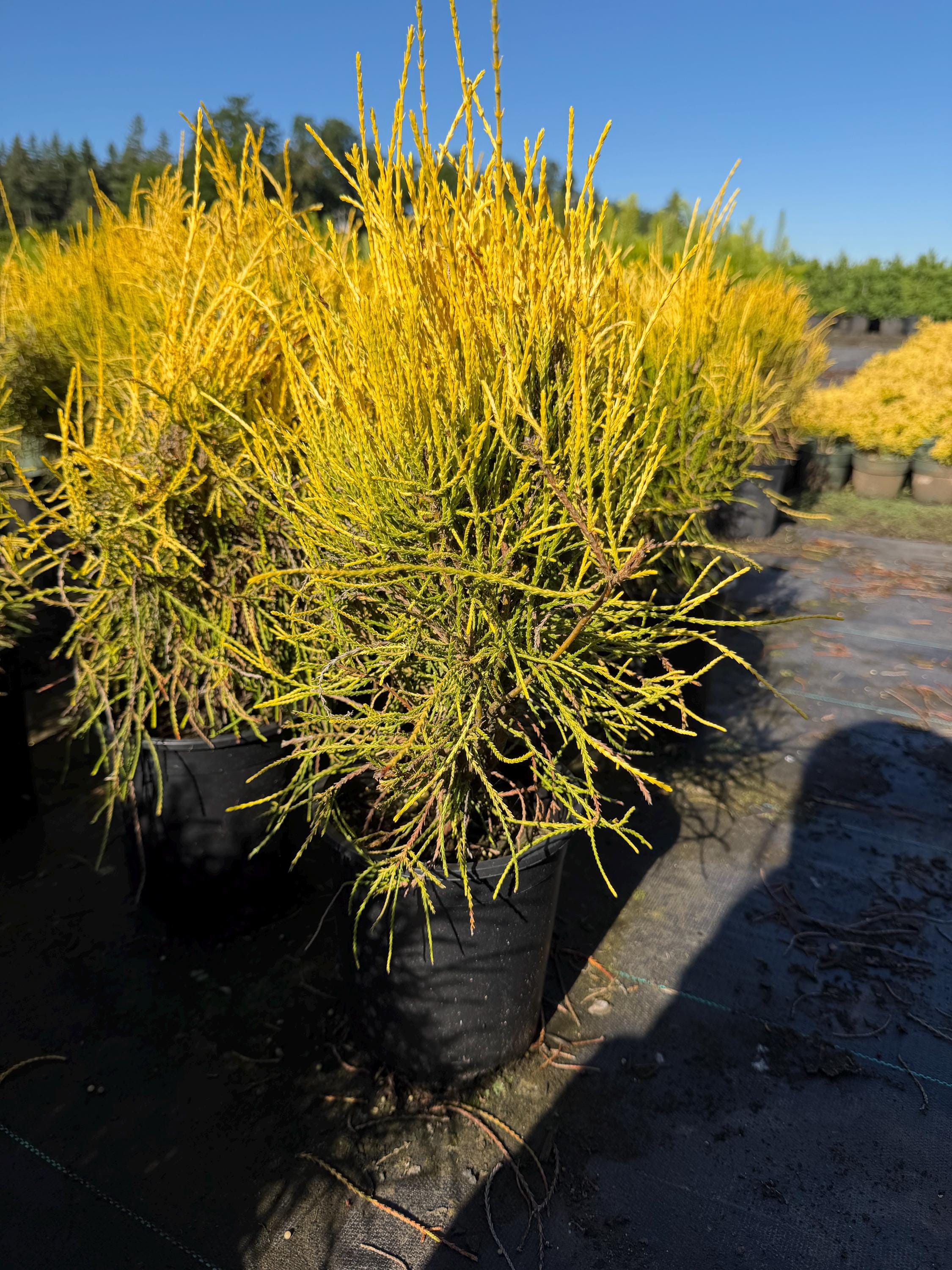 Thuja 'franky Boy'- A Truly Unique Garden Specimen- #1 Container