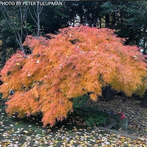 May include: A vibrant Japanese maple tree with fiery orange and red leaves. The tree's foliage is dense and full, creating a beautiful display against a backdrop of green trees and fallen leaves on the ground. Photo by Peter Tulpman.