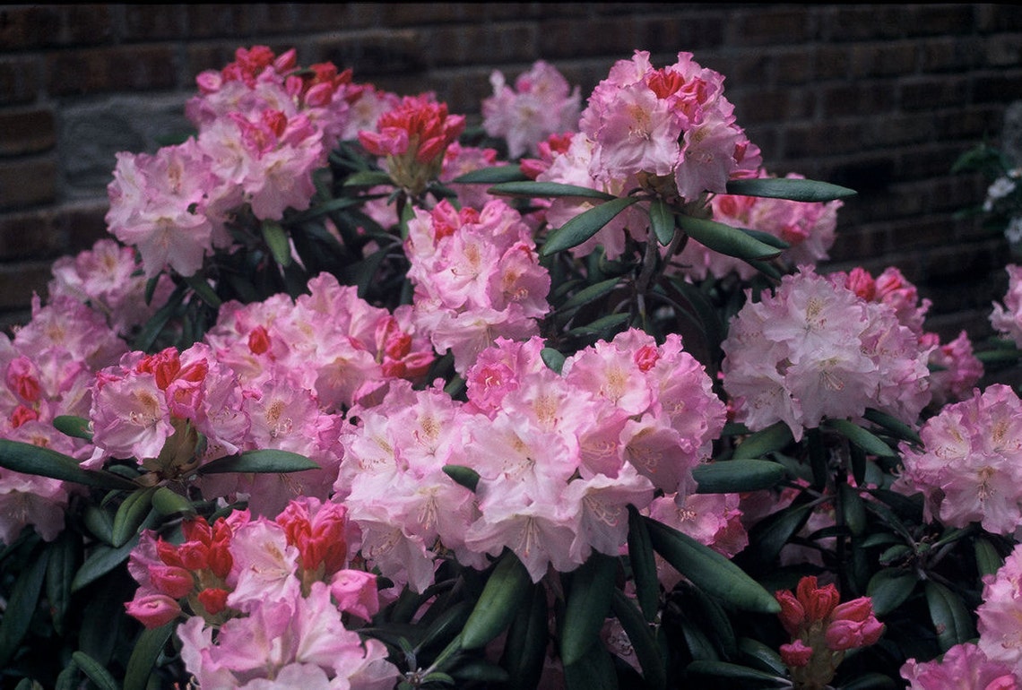 Rhododendron Ken Janeck - Pink to White Blooms - Will Grow to Four Feet ...