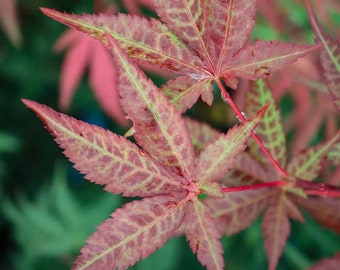 Acer palmatum 'Red Baron' Red Baron Japanese Maple Zones 5-9 Grown in a #3 Pot