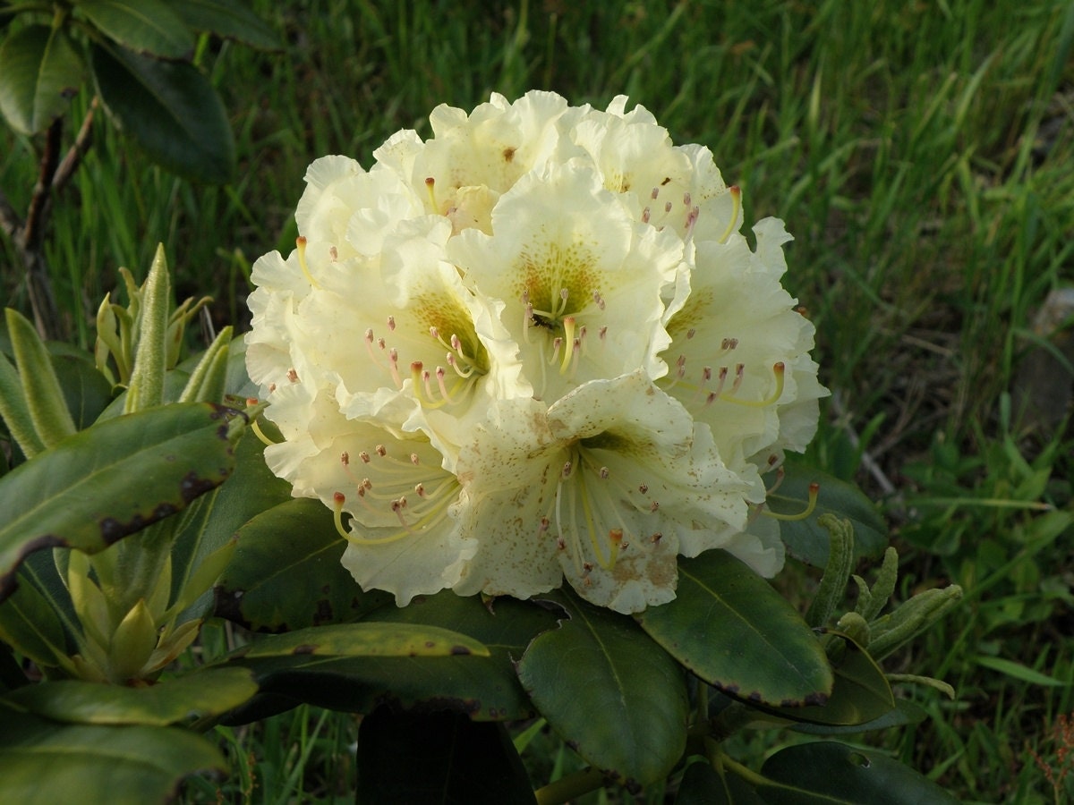 Rhododendron New Century - Yellow Blooms - Will Grow to Four Feet Tall ...