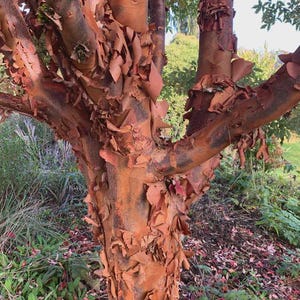 May include: A tree trunk with smooth, reddish-brown bark that is peeling away in thin, papery layers. The surface of the bark reveals a lighter, warm orange-brown color underneath, creating a textured appearance across the multiple branches.