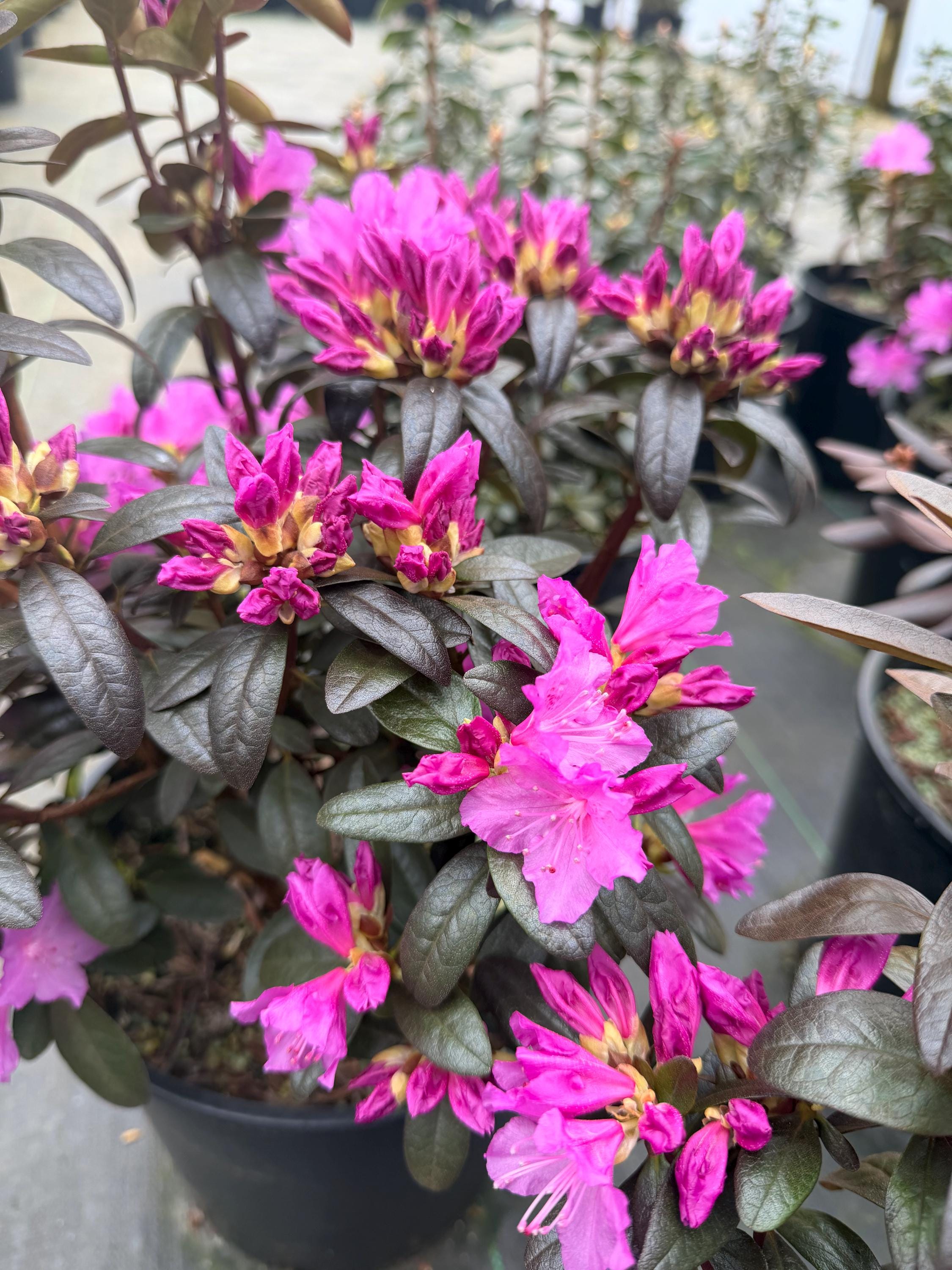 Rhododendron 'checkmate' H-1 #2 Pot Size - Etsy