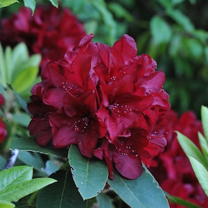 May include: Close-up of a vibrant, deep red rhododendron flower in full bloom. The flower has multiple layers of petals and small white stamens. Green leaves surround the flower, with a blurred green background.