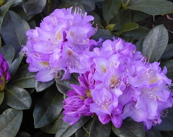 Rhododendron Minnetonka - Stunning Purple, White and Gold Blooms - Will Grow to Three Feet - 12-15" Wide Field Grown Plant