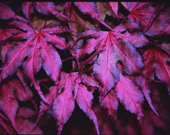 Acer palmatum &#39;Purple Ghost&#39; Japanese Maple Tree – 18-24” Tall – 1 Gallon Pot – Zones 5-9 – Purple Reticulated Foliage