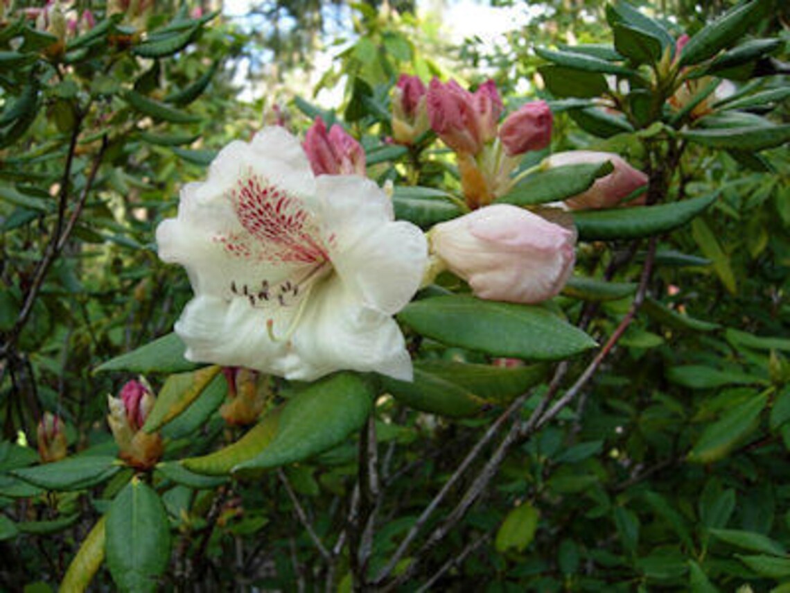 Rhododendron Mrs. Betty Robinson - Stunning Yellow and Red Blooms ...