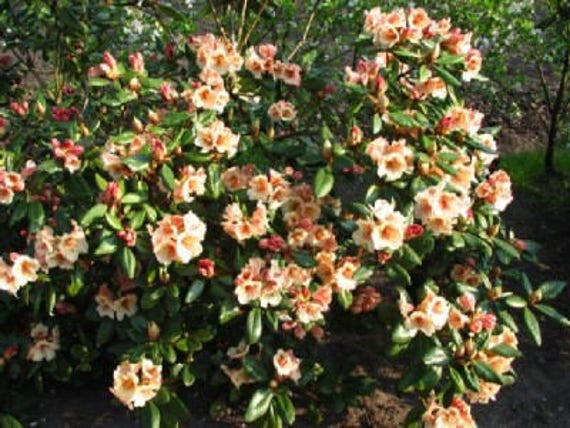 Rhododendron Viscy- Ruffled Yellow Blooms With Red Freckles- Will Grow to  Three Feet Tall - Hardy to -10 F - 12"-15" Field Grown Plant - Etsy