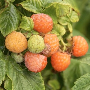 May include: A cluster of golden-orange raspberries in various stages of ripeness, including one pale green unripe berry, attached to a green stem with textured, serrated leaves. The berries exhibit a bumpy, aggregate surface texture.