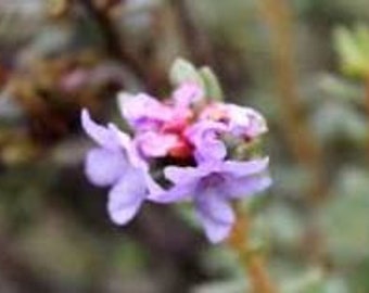 Rhododendron intricatum A broadleaf evergreen shrub with purple and blue flowers in spring #1 container grown. Hardiness to -15 degrees