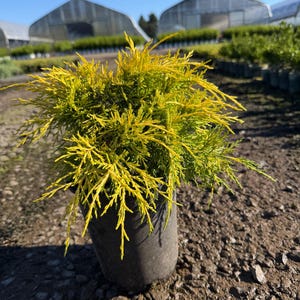 May include: A small, vibrant yellow and green evergreen shrub planted in a dark gray plastic nursery pot. The plant features dense, needle-like foliage that radiates outward from the center, creating a rounded, textured appearance.