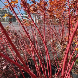 May include: Close-up of vibrant red branches of a tree, possibly a Japanese maple, with a backdrop of other trees and foliage. The branches are the focal point, showcasing their striking color and texture. The image captures the beauty of the tree's structure.