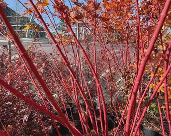 Baton Rouge Japanese Maple – Rare Heat-Tolerant Coral Bark Acer palmatum – Bright Red Winter Interest Tree- #1 Container Size- 18-24&quot;