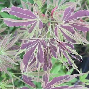 Acer palmatum 'Manyo no Soto' Japanese Maple- Chartreuse Variegated Japanese Maple- Grown in #1 Container