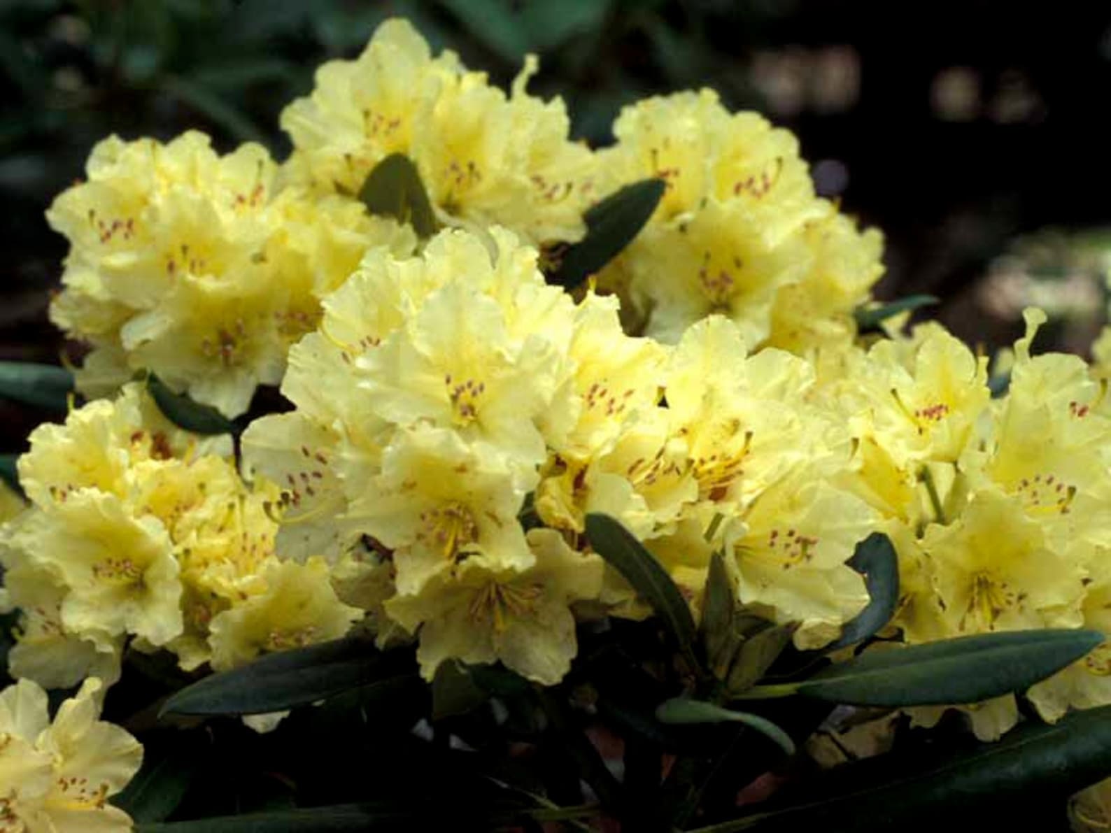 Rhododendron Capistrano Yellow Blooms Will Grow to Four Etsy