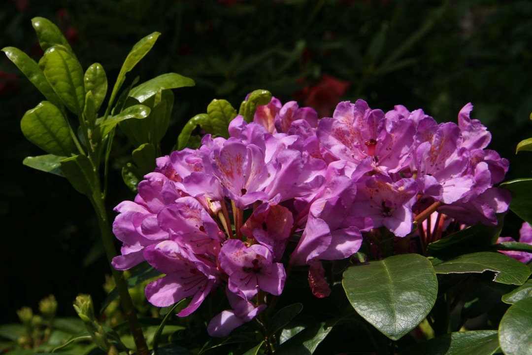 Rhododendron 'daphnoides' - Purple Blooms - Hardy to -10 F Degrees ...