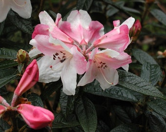 Rhododendron Coastal Spice - Fragrant White and Pink Blooms - Will grow to 5 Feet - TWO Gallon Container Size Plant - Hardy to 10 Degrees F