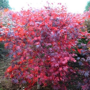 May include: A vibrant image of Japanese maple trees with striking red and purple foliage. The leaves have a delicate, palmate shape, creating a lush, textured appearance. The trees are set in a natural outdoor environment.