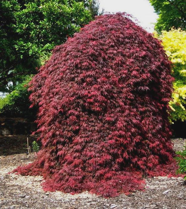 Orangeola Weeping Laceleaf Japanese Maple Tree – Live Plant In 2.5 QT Grow Bag (Hardy Zones 5-9)