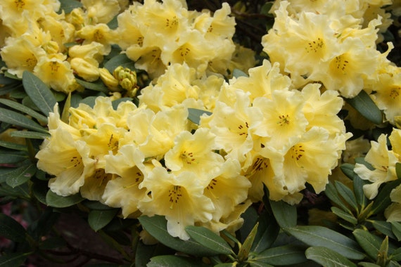 Rhododendron 'hotei' - Yellow Blooms - Will Grow to Three Feet - Hardy to 5  F - #2 Container Plant - Etsy