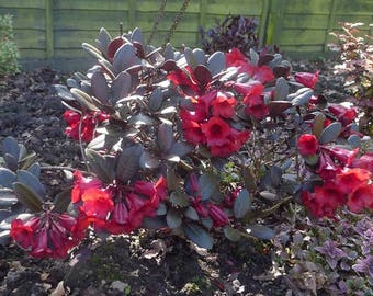 Rhododendron &#39;Everred&#39; - Red Blooms and Red Foliage - Will Grow to Three Feet - #1 Container Size Plant - Hardy to 0 F