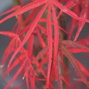 May include: Close-up of vibrant red Japanese maple leaves. The leaves have a delicate, feathery appearance with long, slender lobes. The image highlights the rich color and intricate details of the foliage, showcasing the natural beauty of the plant.
