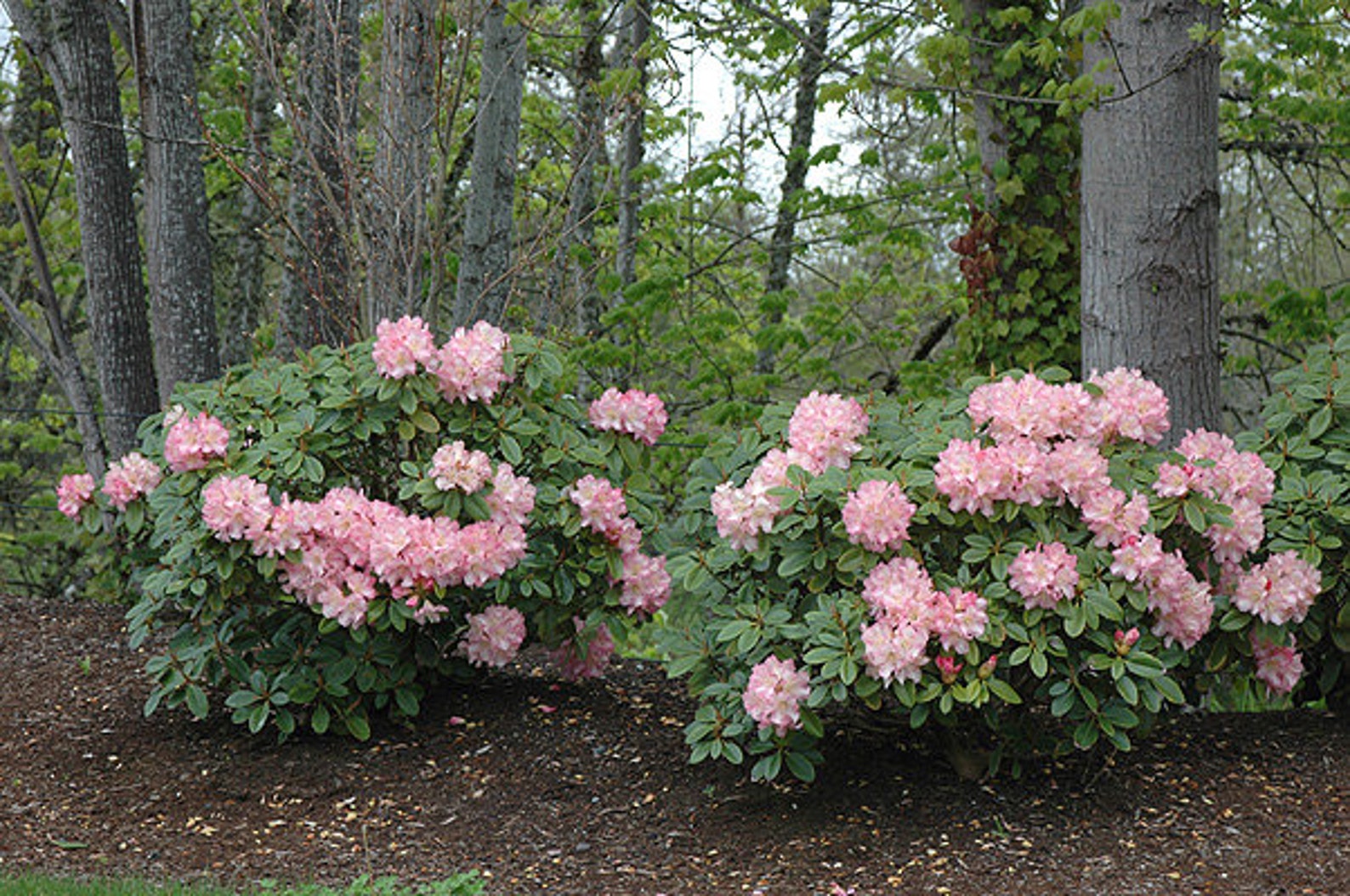 Rhododendron Bruce Brechtbill - Amazing Pink, White and Yellow Blooms ...
