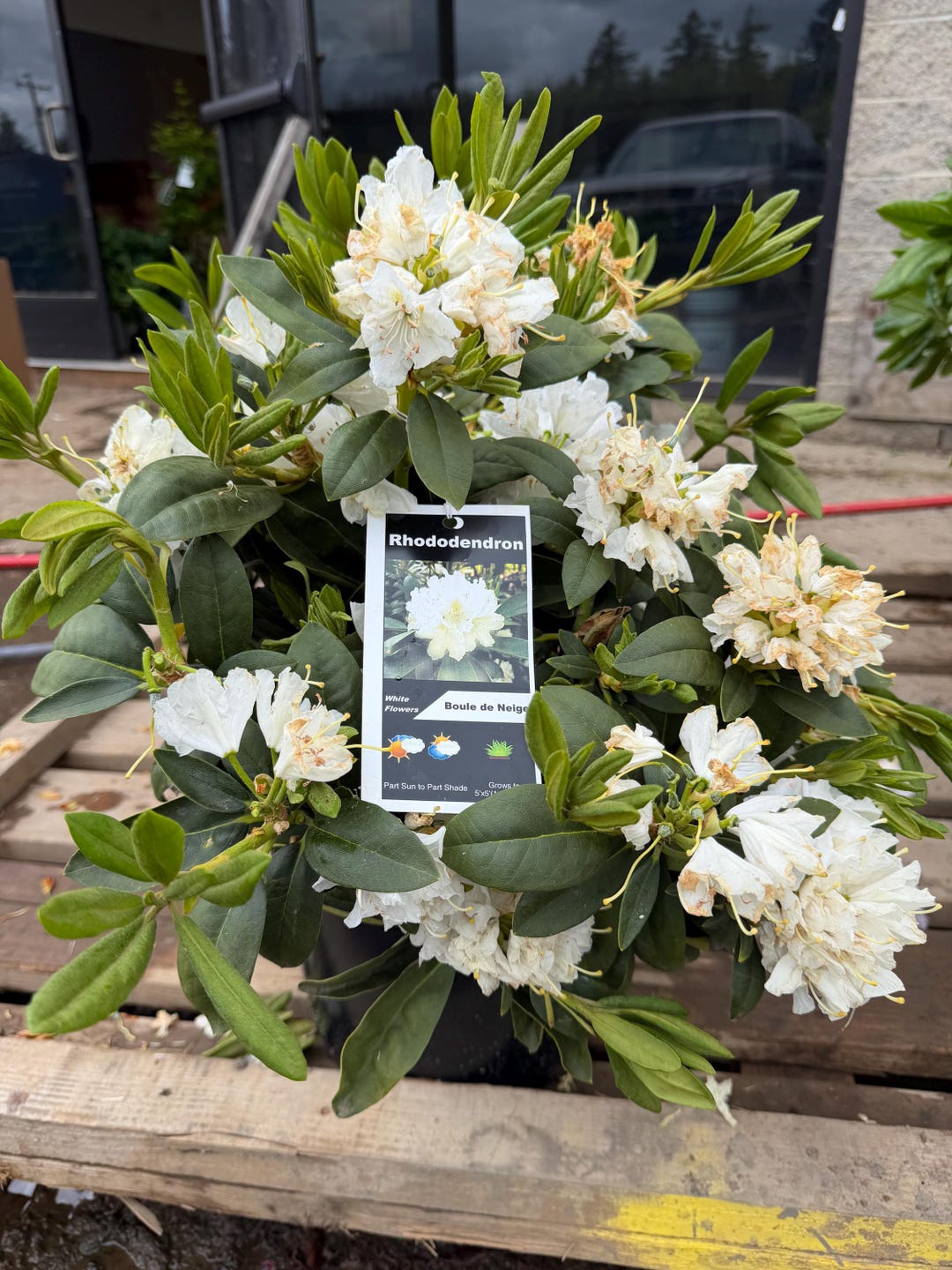Rhododendron Boule De Neige - Bright White Blooms - 12-15" Field Grown  Plant - Hardy to 0F - Etsy