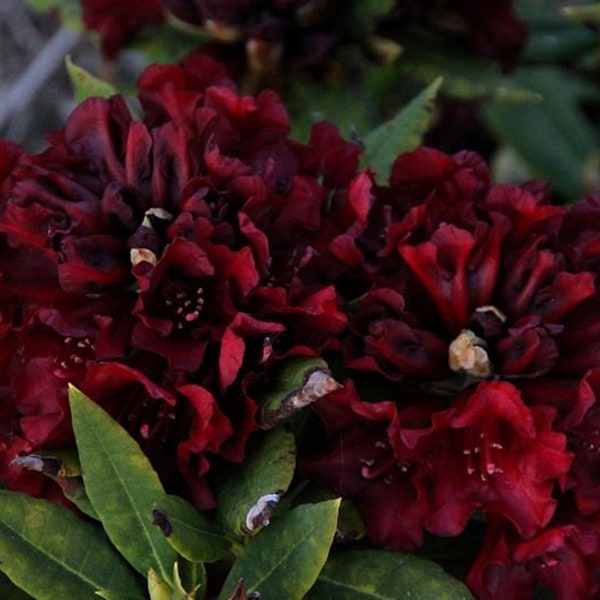 Rhododendron Black Magic - Dark Red Bloom - Hardy to -15 F degrees - Grows to Four Feet - #2 Container Size Plant