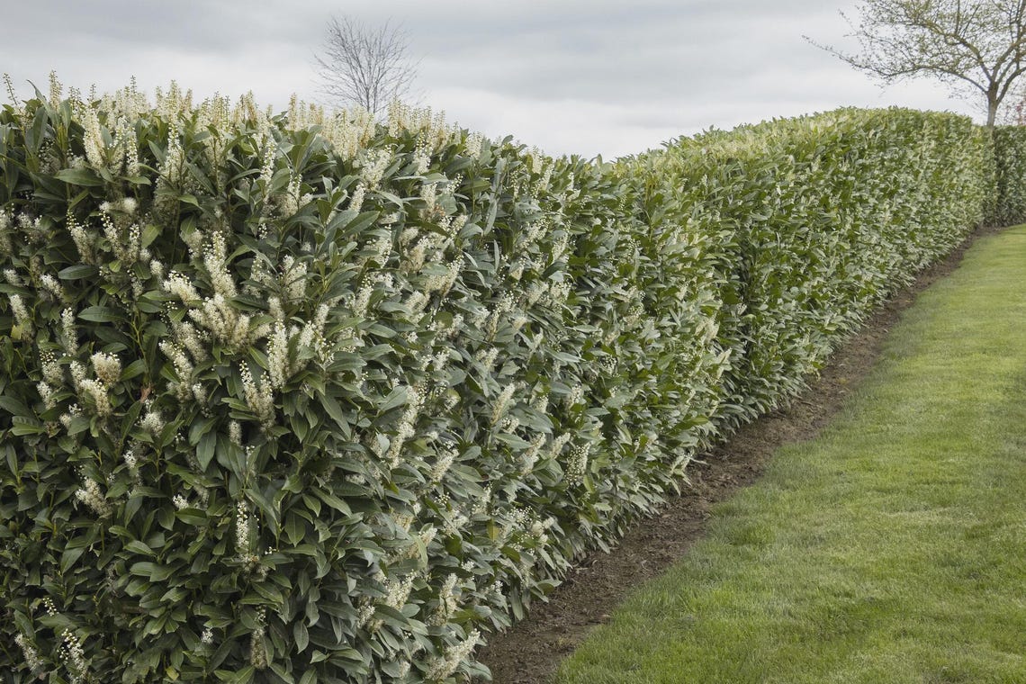 Schip Laurel Prunus Laurocerasus schipkaensis Evergreen Privacy Schip Laurel Prunus Laurocerasus schipkaensis Evergreen Privacy