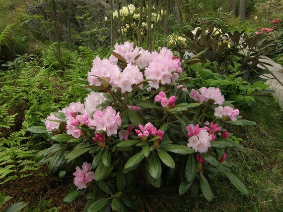 Rhododendron Crete Stunning Pink To White Blooms Will Grow Etsy
