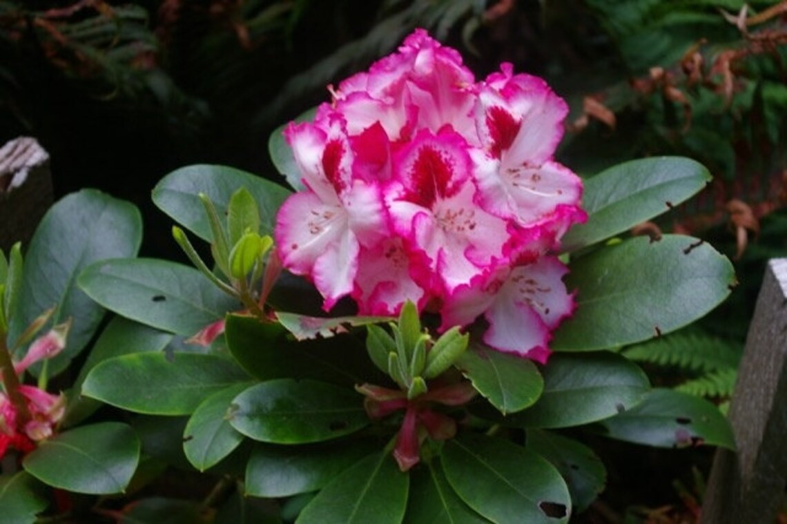 Rhododendron Cherry Cheesecake White BloomsRimmed in Red | Etsy