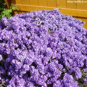 Rhododendron 'Impeditum' Small Purple Bloom on a Very Compact Plant Will Grow to 1.5 feet tall, Hardy to 0 F 1 Container Size image 5