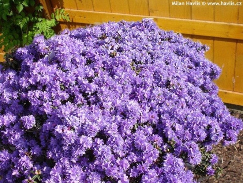 Rhododendron 'Impeditum' Small Purple Bloom on a Very Compact Plant Will Grow to 1.5 feet tall, Hardy to 0 F 1 Container Size image 5