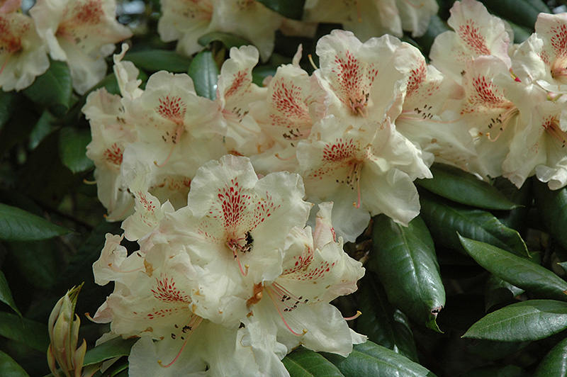 Rhododendron Mrs. Betty Robinson - Stunning Yellow and Red Blooms ...