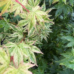 Acer palmatum 'Cosmos' Rare Variegated Japanese Maple- 30-40" Height in #3 Container- Zones 5-9