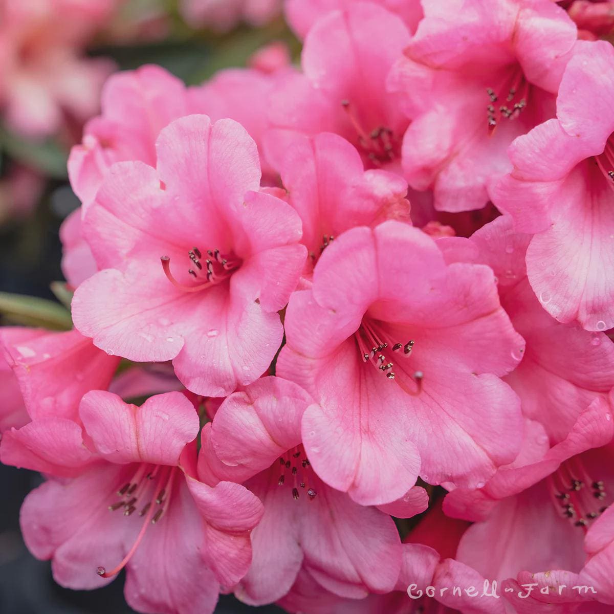 Rhododendron 'Kimbeth' - Pink Bell Shaped Blooms - Grown in #2 Container
