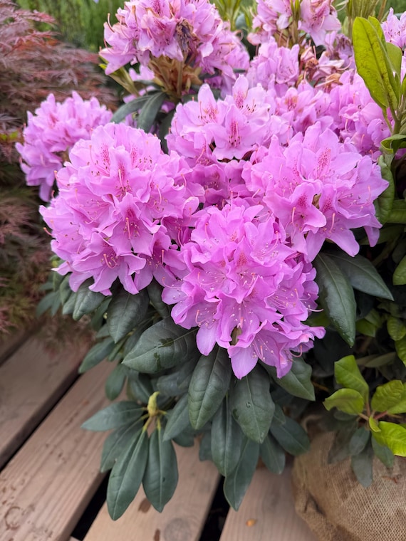 Rhododendron English Roseum - Purple Blooms - Fast Growing - Will Grow to  Seven Feet - 18-21" Field Grown Plant - Hardy to -25 F - Etsy