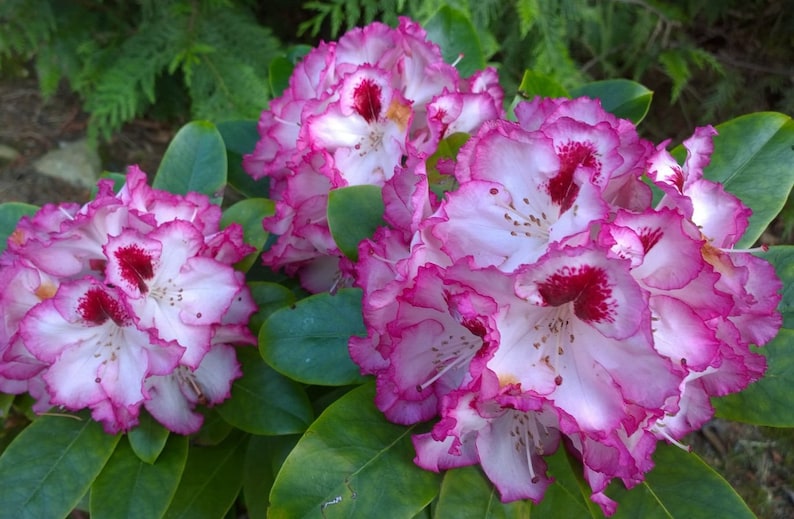 Rhododendron Cherry Cheesecake White BloomsRimmed in Red Etsy